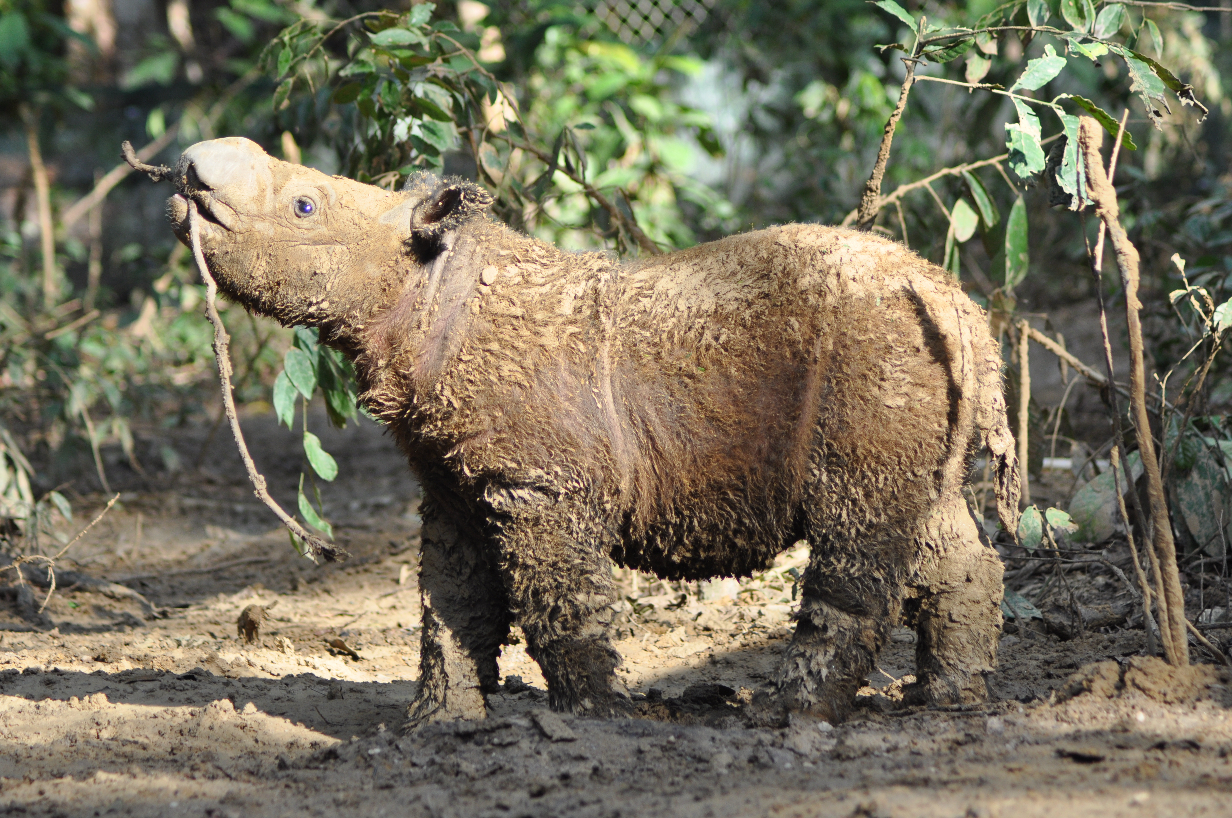 Sumatran rhino calf