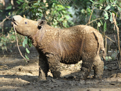 Sumatran rhino calf Andatu C D Candra 2023 07 31 130627 mxll