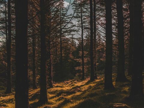 Planting Trees for a Greener Future with Aisling