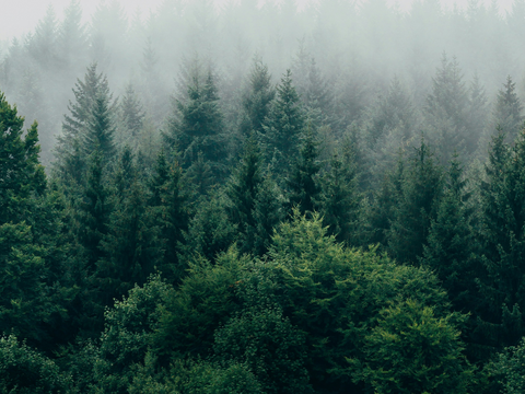 Blog Banner for Website Content 31