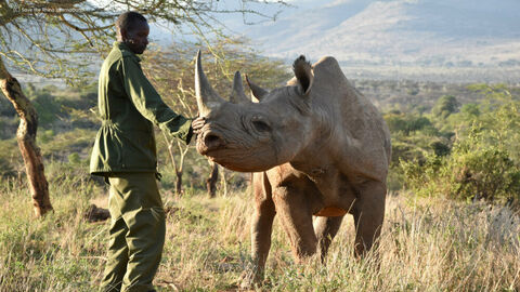 Black rhino called Alfie with his keeper Peter C Save the Rhino International 2